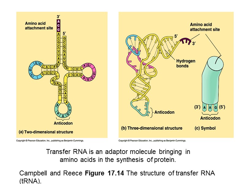 Campbell and Reece Figure 17.14 The structure of transfer RNA (tRNA). Transfer RNA is